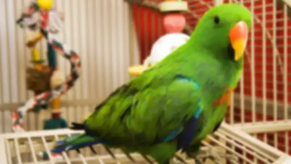 Single_Banner_Cross_Title__undefined