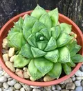 Others_HAWORTHIA__OrchidZone