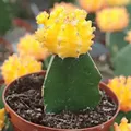 Others_CACTUS__OrchidZone