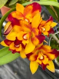 CATEGORY_CATTLEYA________ORCHIDS__OrchidZone