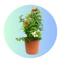 CATEGORY_REFRESH_YOUR_DAYS	__MALLICK PLANTSHOP