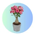 CATEGORY_POPULAR_THIS_WEEK	__MALLICK PLANTSHOP