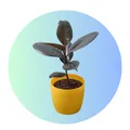 CATEGORY_CLEARANCE_ZONE	__MALLICK PLANTSHOP