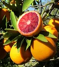 CATEGORY_HYBRID_ORANGE/_LEMON_PLAN__Green Angle