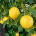 CATEGORY_FRUIT_PLANTS__Joy of plants