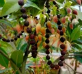 CATEGORIES_Medicinal_plant__Nature mart