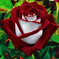 CATEGORIES_Hibiscus_&_Rose_Plant__Nature mart
