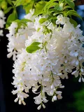 CATEGORY_FLOWER_PLANT__Plants Asian