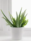CATEGORY_MEDICINAL_PLANTS__Plants Asian