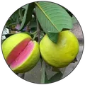 CATEGORY_HYBRID_GUAVA_PLANT__Green Harvest