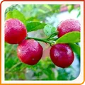 CATEGORY_EXOTIC_FRUIT_PLANT__Green Harvest