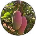 CATEGORY_HYBRID_MANGO_PLANT__Green Harvest