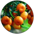 CATEGORY_HYBRID_ORANGE_PLANT__Green Harvest