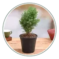 CATEGORY_BONSAI_PLANT__Natarqulus