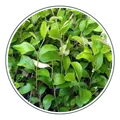 CATEGORY_HEDGES_PLANT__Natarqulus