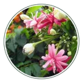 CATEGORY_ORNAMENTAL_PLANT__Natarqulus