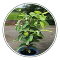 CATEGORY_SHRUB_PLANT__Natarqulus