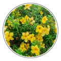 CATEGORY_FRUIT_PLANT__Natarqulus