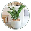 CATEGORY_INDOOR_PLANT__Natarqulus