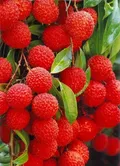CATEGORY_Fruit__MALLICK PLANTSHOP