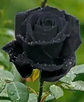 CATEGORY_Flora__MALLICK PLANTSHOP
