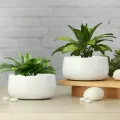 CATEGORY_POTS_&_PLANTERS__Homspurts