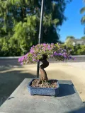 CATEGORIES_Exotic_Flower_Plant__Nature mart