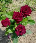 CATEGORY_REFRESH_YOUR_DAYS__Greenlifelive