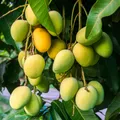 CATEGORY_EXOTIC_MANGO_PLANT__GLAZE 