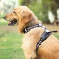 CATEGORY_FOR_DOG__Doodlepup