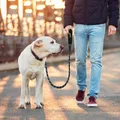 CATEGORY_BEST_SELLING__Doodlepup