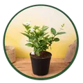 CATEGORY_PLANTS__ZenseFarm