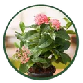 CATEGORY_CLEARANCE_ZONE__ZenseFarm