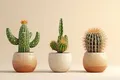 CATEGORY_CACTUS__Phulwari