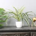 CATEGORY_ARTIFICIAL_PLANTS__Phulwari