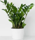 CATEGORY_INDOOR_PLANTS__Phulwari