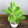 CATEGORY_GARDENING_PLANTS__Phulwari
