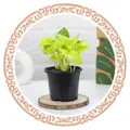 CATEGORY_PLANTS__Leafy heaven