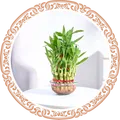 CATEGORY_BEST_SELLERS__Leafy heaven
