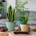 CATEGORY_BEST_SELLERS__POTS N PLANTERS