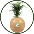 CATEGORY_TRENDING_COLLECTIONS__POTS N PLANTERS