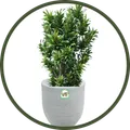 CATEGORY_FIBRE_PLANTERS__POTS N PLANTERS