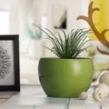 CATEGORY__PLANTERS__KRIYANTA