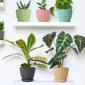 CATEGORY_HOME_ESSENTIALS__WONKY
