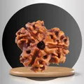 OUR_SPECIALTY_RUDRAKSHA__parthpoojastore