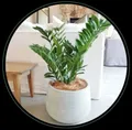 OUR_COLLECTIONS_INDOOR_PLANTS__Green Nursery