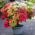 OUR_COLLECTIONS_SUMMER_PLANTS__Green Nursery