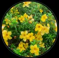 OUR_COLLECTIONS_FLOWER_PLANT__Green Nursery