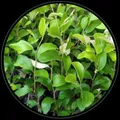 OUR_COLLECTIONS_MONSOON_PLANT__Green Nursery