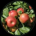 OUR_COLLECTIONS_FRUIT_PLANT__Green Nursery